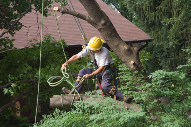 Best Storm Damage Tree Cleanup  in Debary, FL