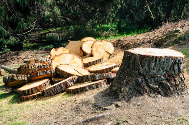 Trusted Debary, FL Tree Removal Services Experts